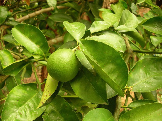 Jambira (Citrus limon) as a natural antimicrobial agent in skin infections